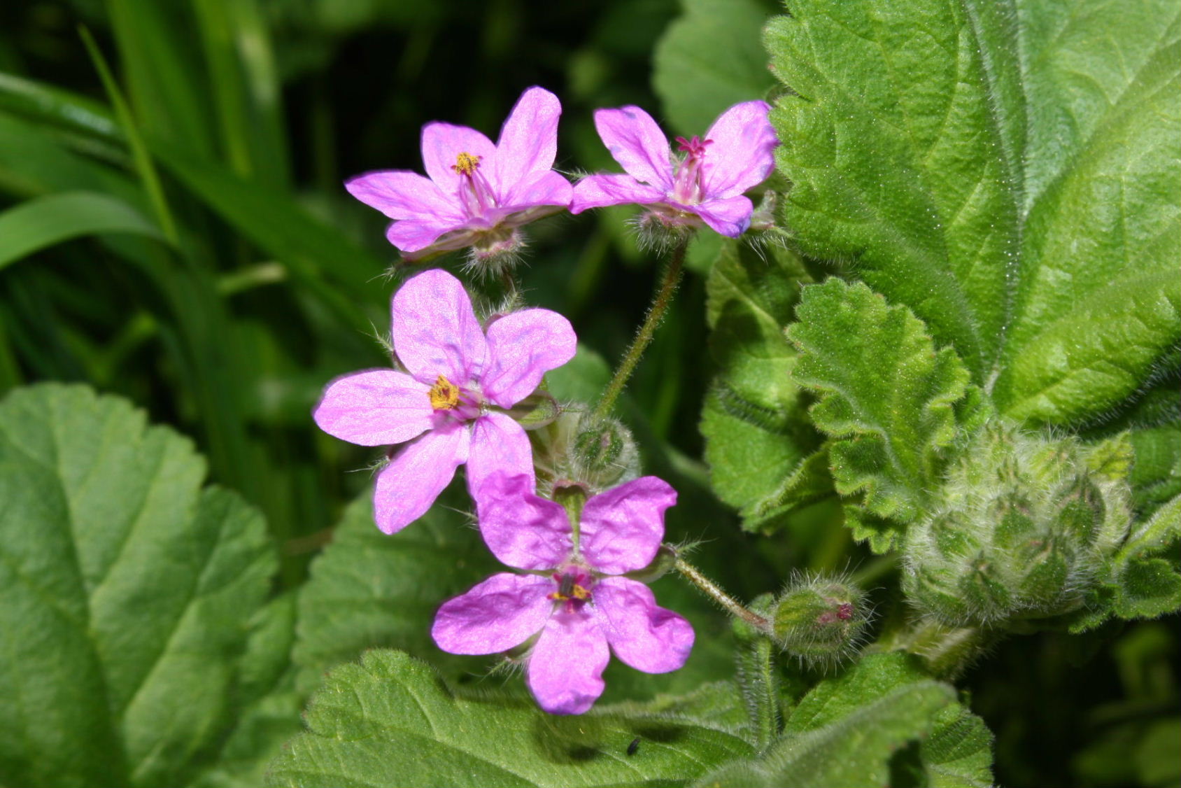 Erodium malacoides (Geraniaceae)